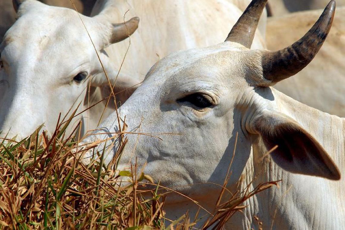 AGROPECUÁRIA: Cresce abate de bovinos, suínos e frangos, diz IBGE