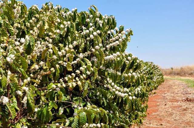 Produção de café no Brasil deve crescer até 30% em 2018