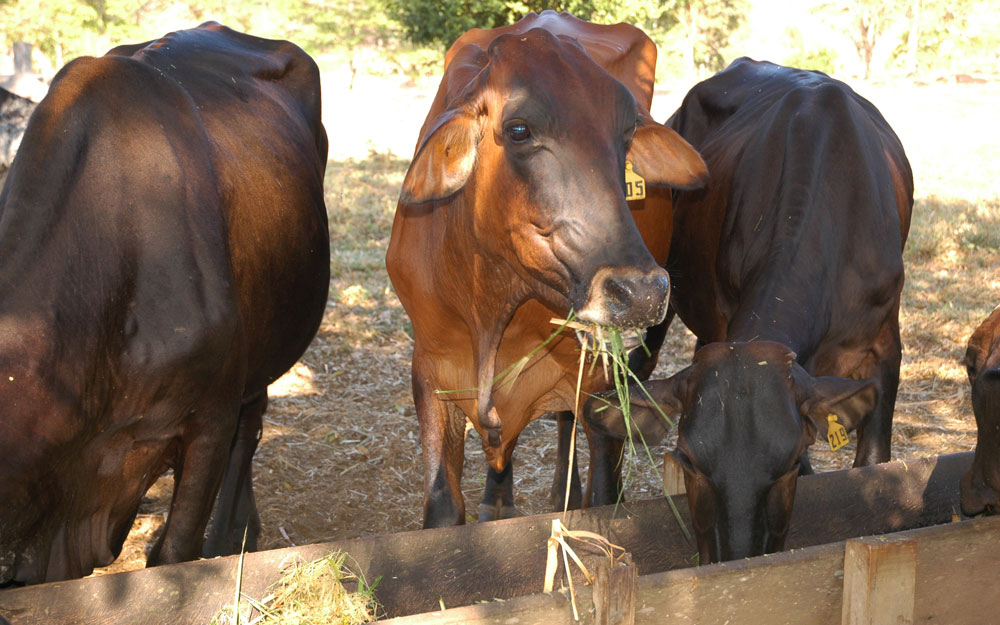 BOVINOCULTURA: Dia de Campo destaca importância da silagem e melhoramento genético