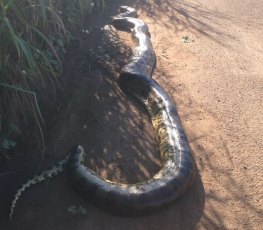 VÍDEO - Sucuri de seis metros é encontrada na BR em Porto Velho