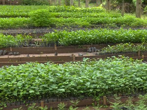 Embrapa seleciona viveiristas para multiplicação e comercialização de mudas do café Conilon BRS Ouro Preto em Rondônia