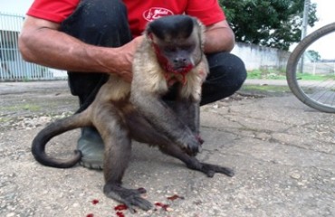 RONDÔNIA - Motoqueira atropela macaco e foge sem ajudar animal