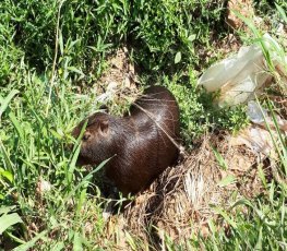 CENA DA CIDADE - Capivara 'mora' em esgoto no centro da capital - VÍDEO