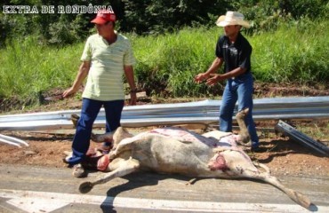 CHUPINGUAIA - Caminhão carregado de gado tomba e motorista morre preso as ferragens 