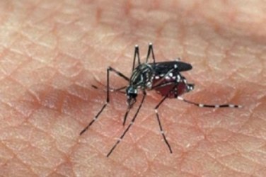 Brasil pode ter vacina contra dengue em 2015