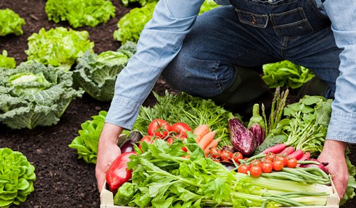 Governo muda regras para empréstimo a agricultores familiares