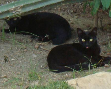 Polícia investiga extermínio de gatos em condomínio de luxo