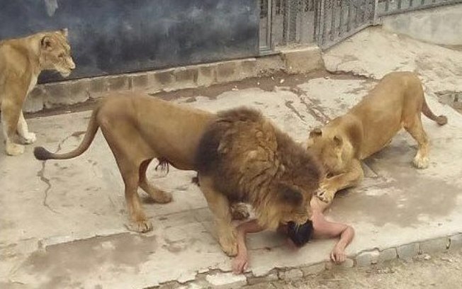 Jovem tenta suicídio e se joga em jaula de leões, animais foram sacrificados