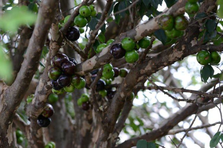 ESPERANÇA: Extrato da casca de jabuticaba combate pré-diabetes