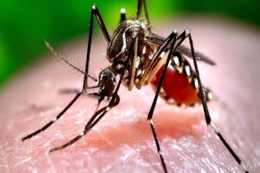 Casos de dengue aumentam 240% em todo o Brasil