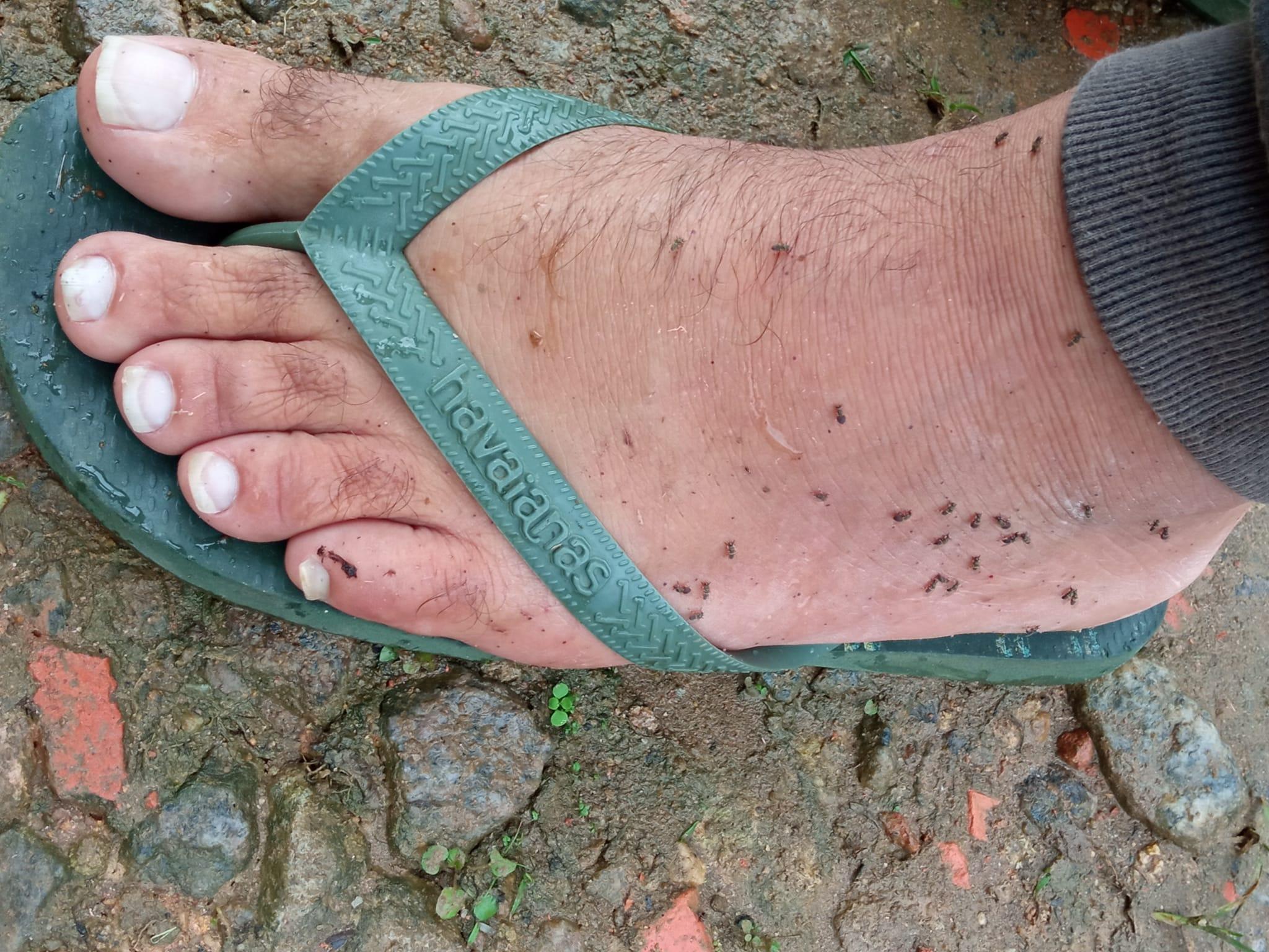 PIUM: Moradores do Baixo Madeira enfrentam infestação de mosquitos 