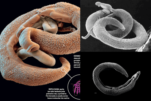 Pesquisadores descobrem tratamento da esquistossomose até 8 vezes mais eficaz