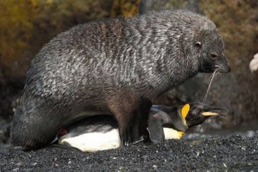 Focas estupram pinguins e pesquisadores não sabem o motivo