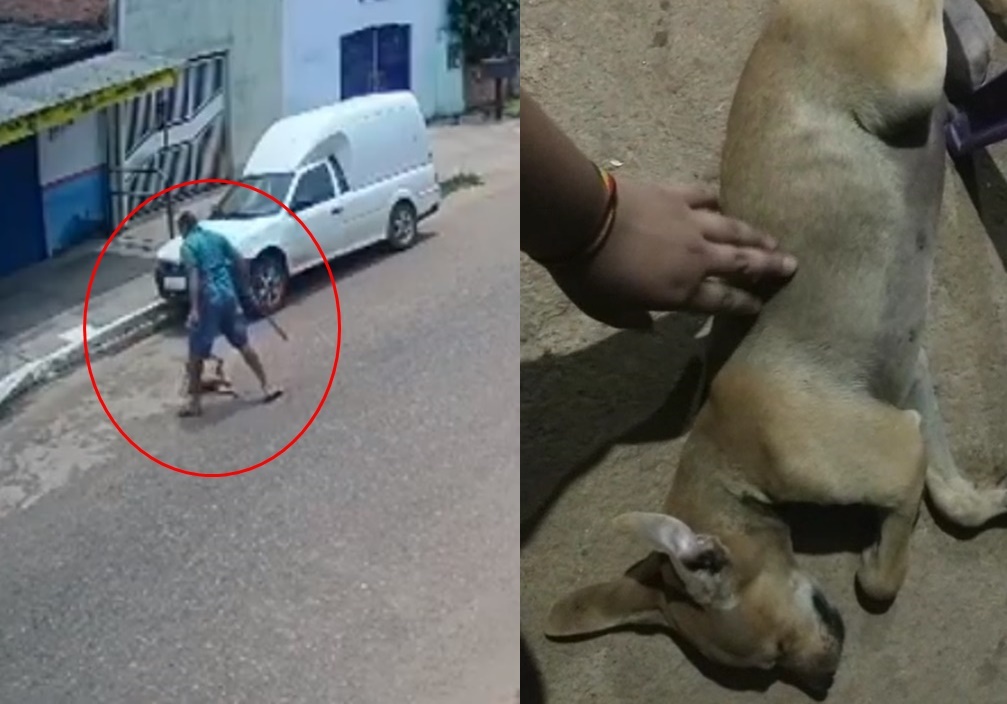 COVARDIA: Vídeo mostra homem espancando cachorro; animal teve as patas quebradas