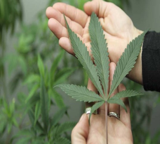 Justiça libera uso da maconha para portadores de doenças raras