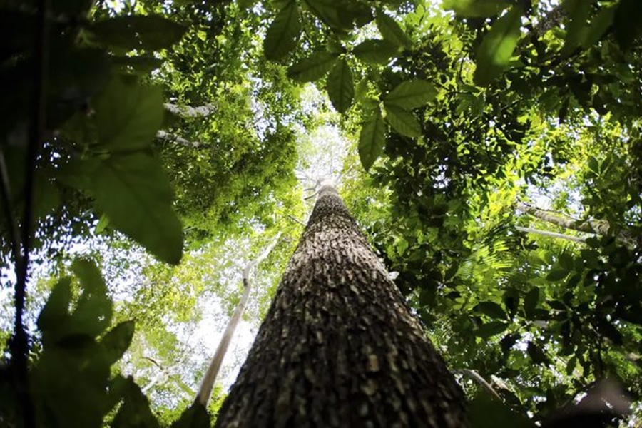 MEIO AMBIENTE: Fundo Amazônia tem melhor semestre da história com R$ 1 bilhão em aprovações