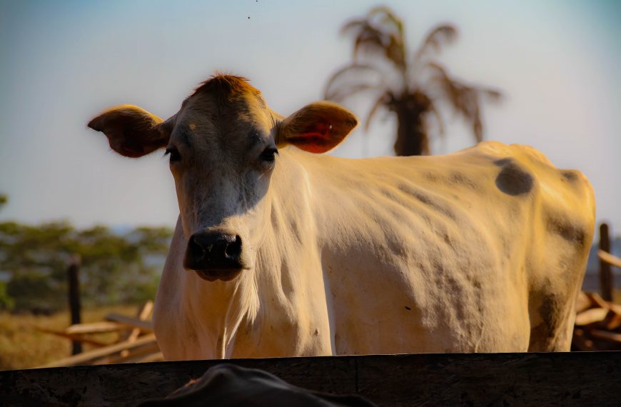 PREVENÇÃO DA FEBRE AFTOSA: Ampliado debates com indústria, produtores e sociedade no 1° Fórum Rondoniense 