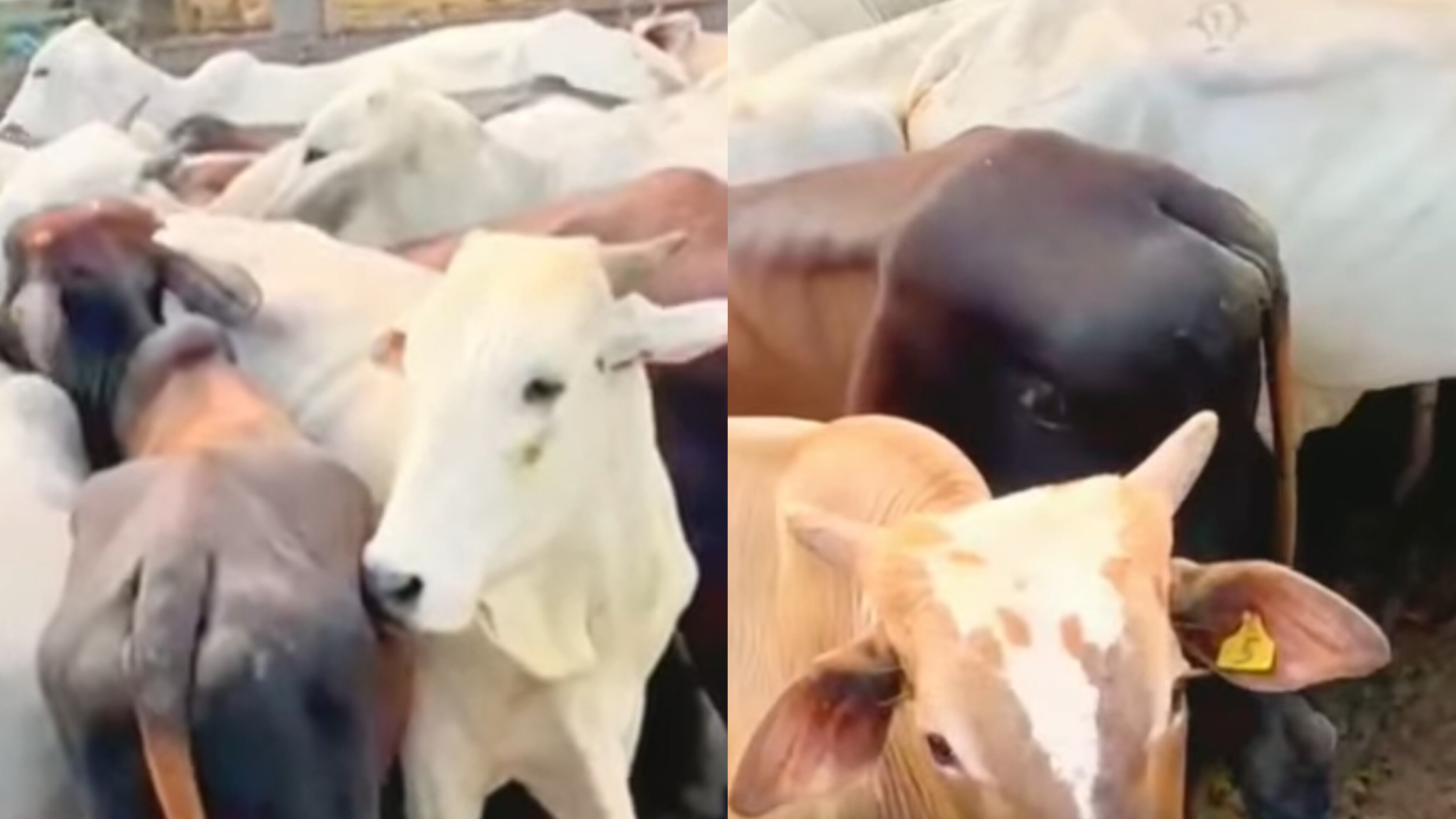 VÍDEO: Operação policial apreende várias cabeças de gado furtadas em fazenda