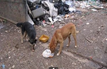 Cães aguardam por morador de rua morto queimado por menores - FOTOS