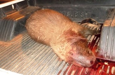 VILHENA - Dupla é flagrada com capivara e acaba no “xadrez”