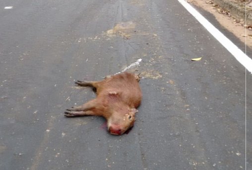 Capivara morre atropelada na Avenida Lauro Sodré