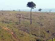 Mais de 1 milhão de hectares na Floresta Amazônica poderão ser explorados por madeireiras