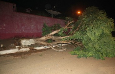 JARU – Temporal derruba árvores e destelha residências - Fotos