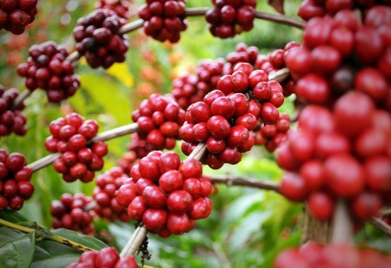 Câmara Setorial debate desenvolvimento da marca Café de Rondônia