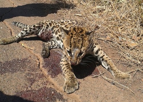 PRF alerta motoristas sobre queimadas e presença de animais em pista