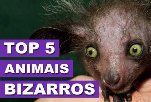 Top 5 Animais Bizarros