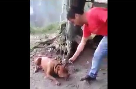 Homem mata Pitbull com tiro na cabeça - VIDEO