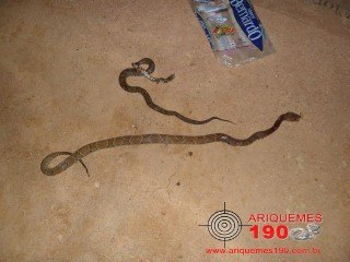 MACHADINHO - Homem morre após ser picado por duas cobras em área rural