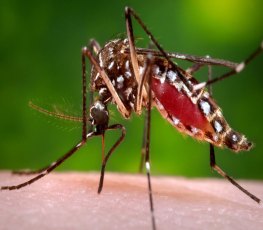 Ministério da Saúde anuncia fim da emergência nacional para zika