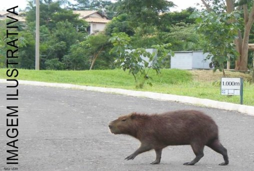 Capivara causa acidente e deixa duas pessoas feridas