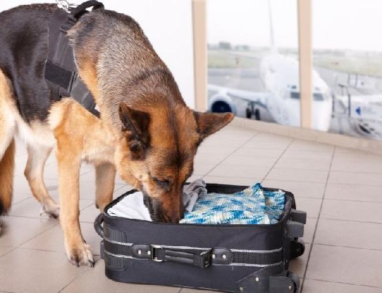 Cães farejadores são solicitados para a PF no aeroporto da capital