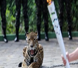 TOCHA OLÍMPICA - Exército faz acordo com MPF após morte de onça