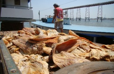 Rondônia aguarda trâmite nacional para comercialização da carne e pele de jacaré