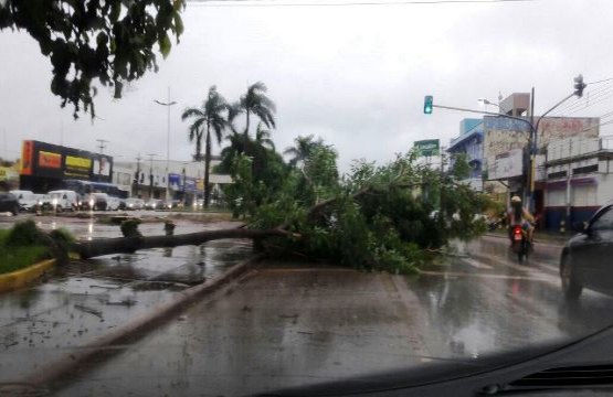 TEMPORAL – Chuva causa destruição; árvore cai e quase atinge motociclista