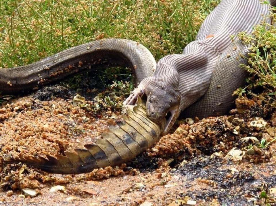 FOTOS: Cobra gigante é flagrada engolindo crocodilo inteiro