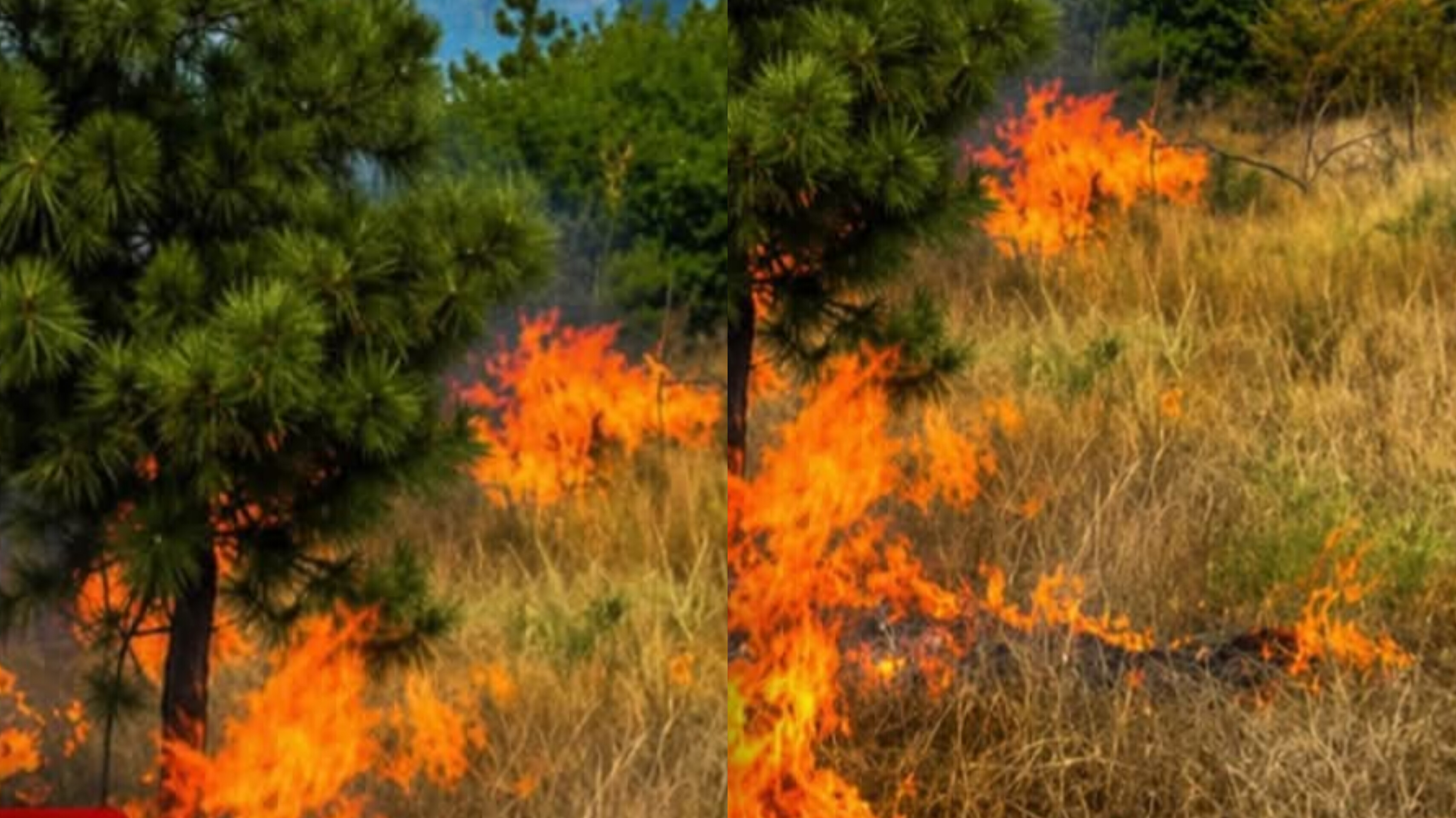 CARBONIZADA: Idosa de 73 anos morre queimada após tentar conter fogo em área de pasto