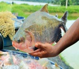 Feira de Peixe da Amazônia inicia nesta quinta-feira, 26