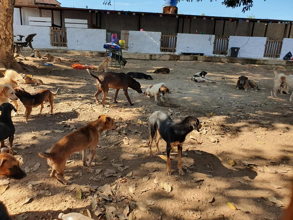 NO VERMELHO: ONG em Porto Velho que abriga 150 cachorros precisa de ajuda