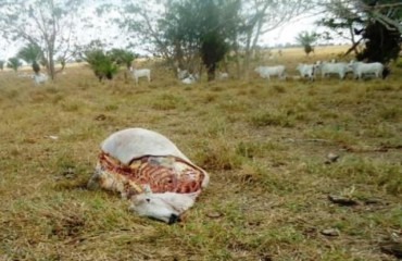 Criminosos matam bovinos para roubar carnes nobres