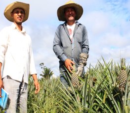 Produtor de Itapuã do Oeste se destaca com cultivo de 180 mil pés de abacaxi