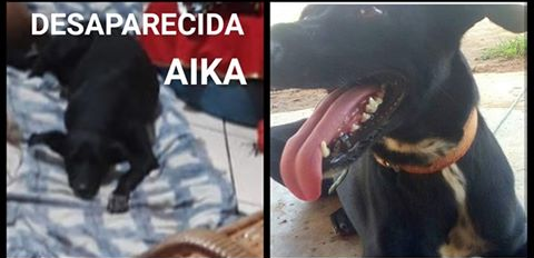 PROCURA-SE: Cachorra desaparece e família paga recompensa para quem encontrar