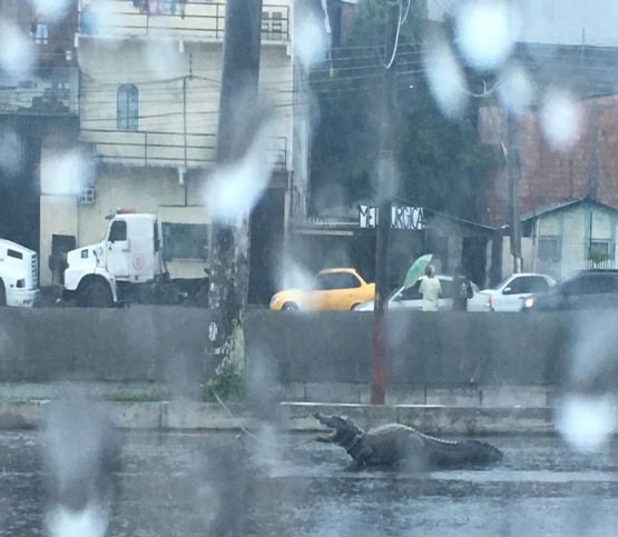 Durante chuva, jacarés são flagrados atravessando avenida