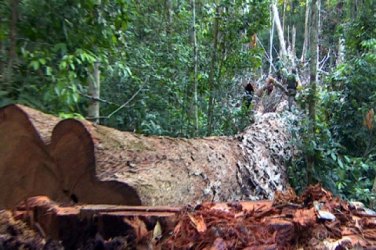 Rondônia é campẽa nacional em desmatamento