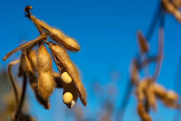 CLIMA: Zoneamento agrícola da soja para a safra 2021-2022 em RO é publicado