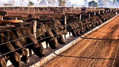 Os frigoríficos brasileiros precisam trabalhar mais, para mostrar que a carne produzida no País é boa