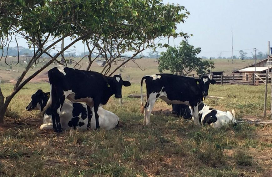 Pecuária leiteira inicia o ano com perspectivas otimistas de produção